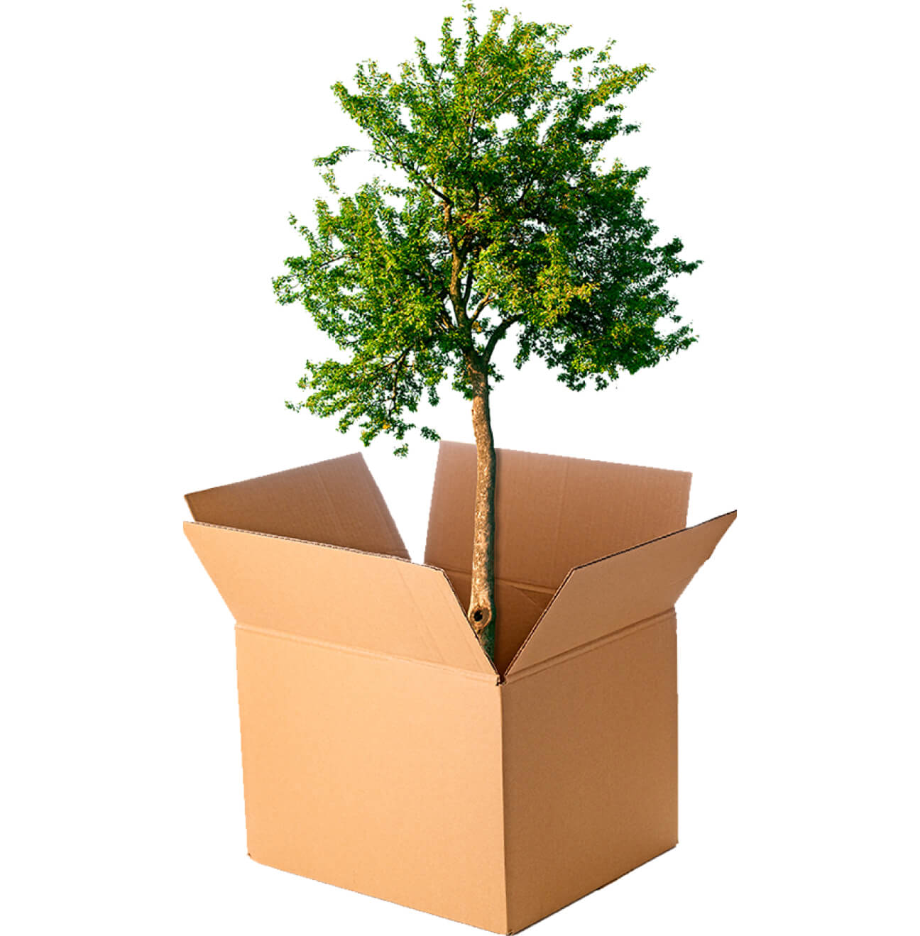 Young tree in a box